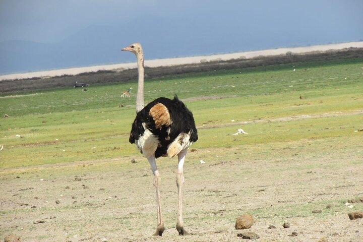 7 Days Kenya Vegans Private Safari