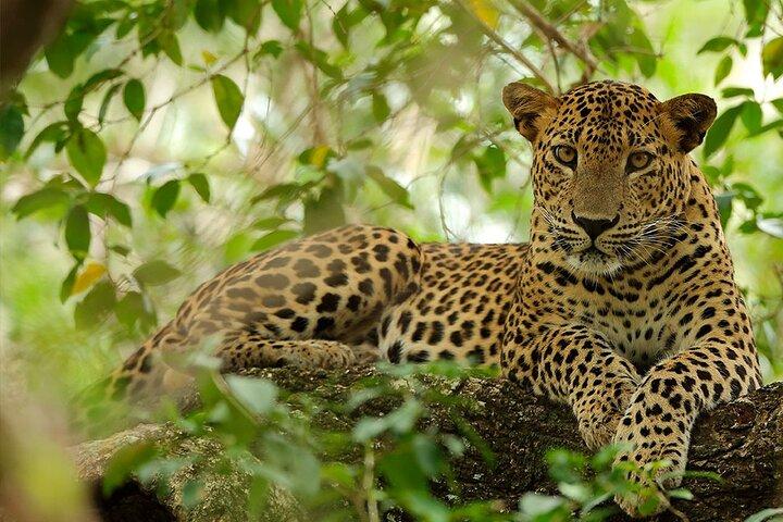 Yala National Park Safari |From Hambantota Port (Shore Excursion)