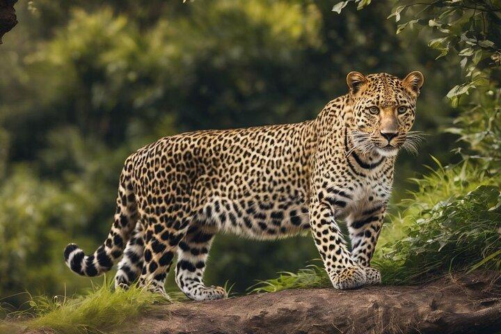 Yala National Park Safari |From Hambantota Port (Shore Excursion)