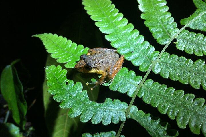 Monteverde Night Walk Tour
