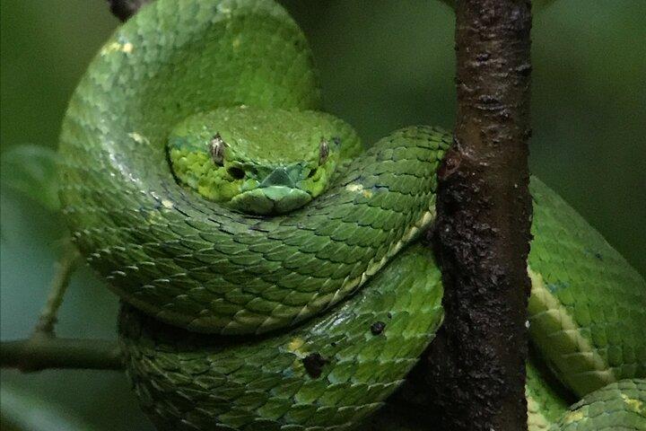 Monteverde Night Walk Tour