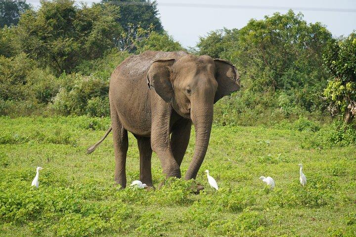 Private Udawalawe Safari Tour with Elephant Transit Home