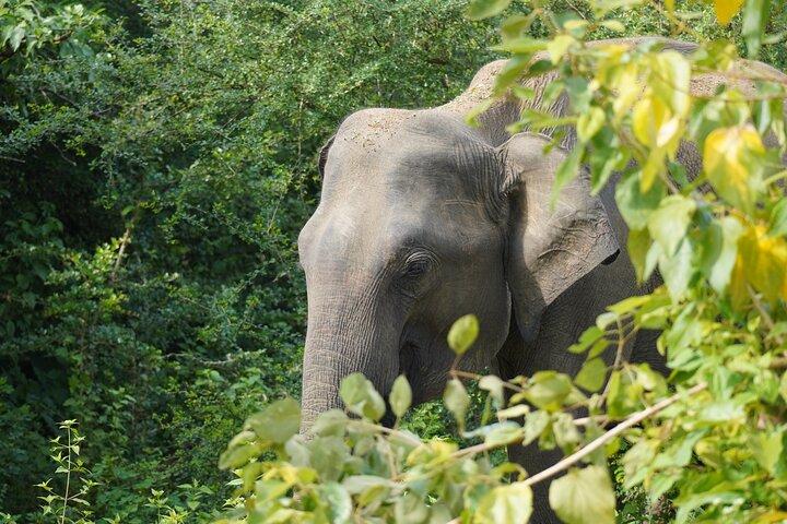 Private Udawalawe Safari Tour with Elephant Transit Home