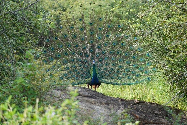 Private Udawalawe Safari Tour with Elephant Transit Home