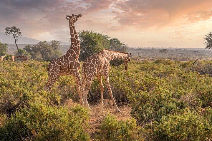 Day Tour To Hells Gate and optional boat ride at Lake Naivasha