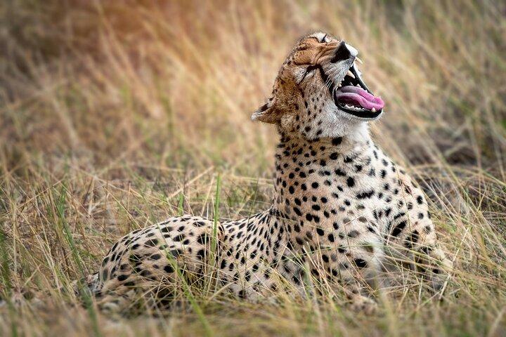 5 Days Northern Tanzania Group Safari (Departs every Friday)