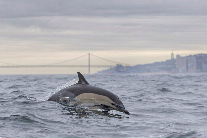 Lisbon: Dolphin Watching with a Marine Biologist - Ocean Safari