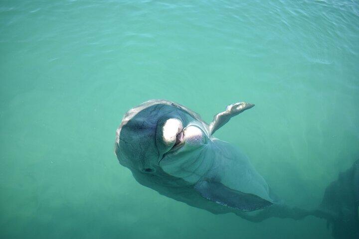 Sunset and Dolphin Cruise around Fort Myers Beach