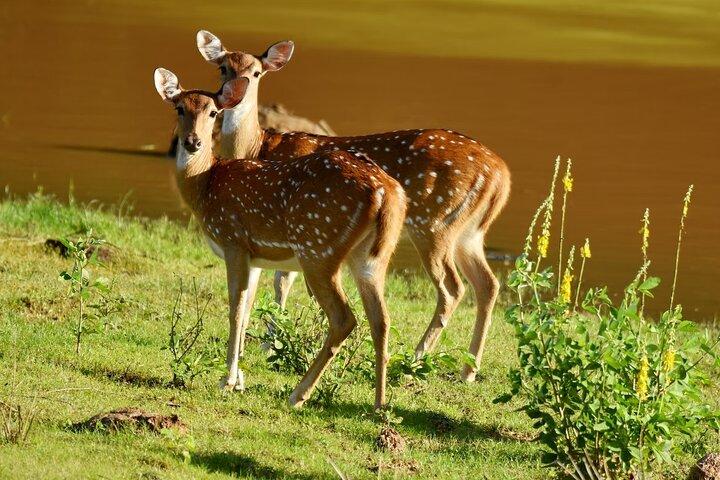 All inclusive Yala safari from Colombo Negombo Coast