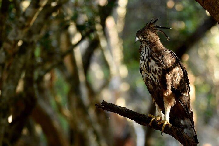 All inclusive Yala safari from Colombo Negombo Coast