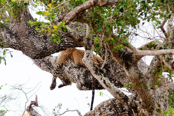 All inclusive Yala safari from Colombo Negombo Coast