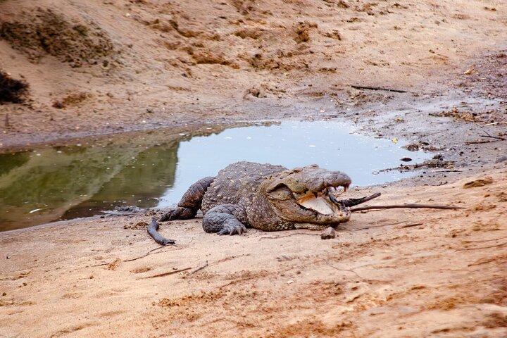 All inclusive Yala safari from Colombo Negombo Coast