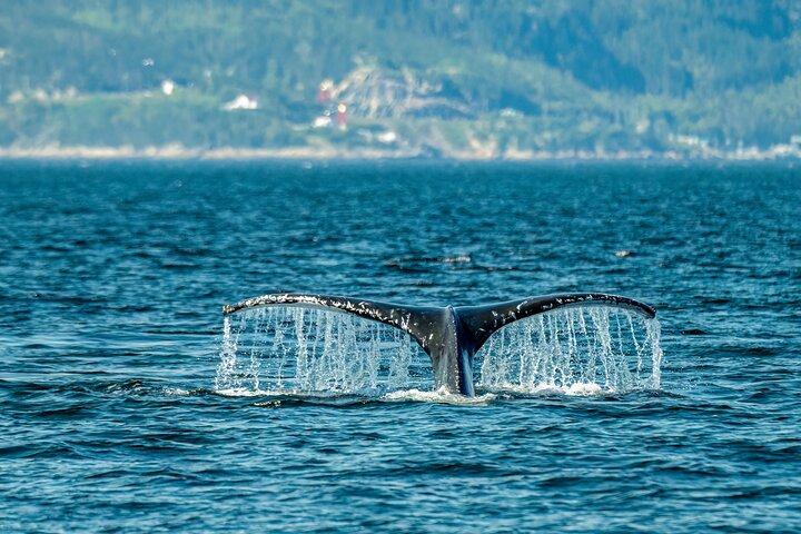 Tadoussac/Charlevoix: Whale & Bear Wildlife Tour
