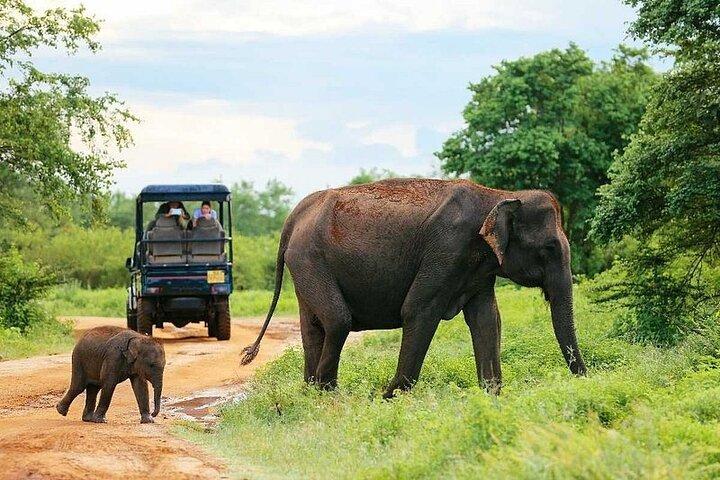 Udawalawe National Park 4 Hours Private Safari Tour