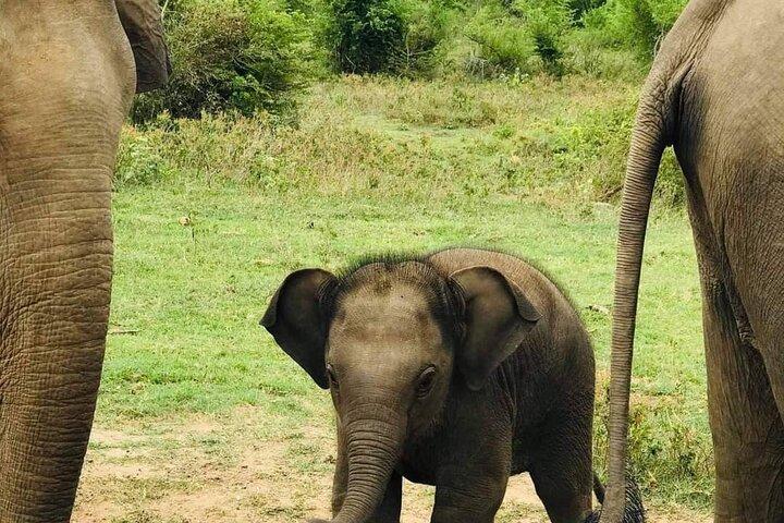 Udawalawe National Park 4 Hours Private Safari Tour