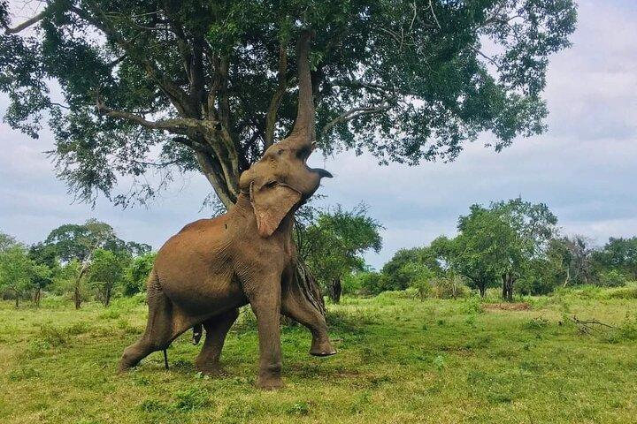 Udawalawe National Park 4 Hours Private Safari Tour