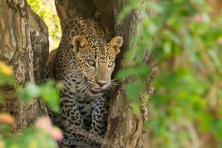 Udawalawe National Park 4 Hours Private Safari Tour