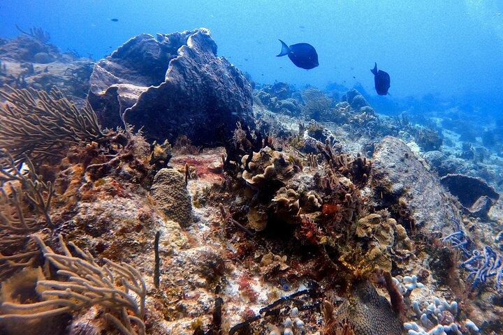 Discover Scuba Diving in Cozumel