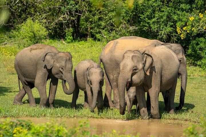 Yala National Park Safari |From Hambantota Port (Shore Excursion)