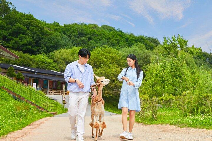 Alpaca World and Gangchon Rail Bike Day Trip from Seoul