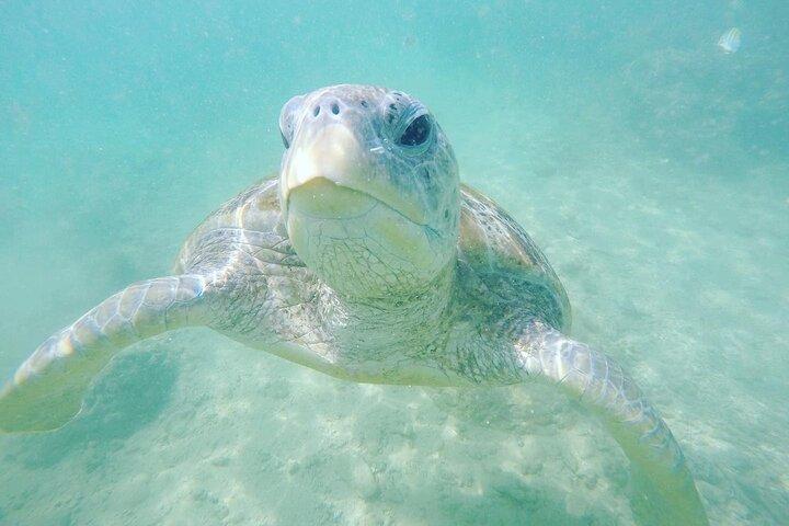 Snorkeling On Beautiful Rock Island - Unawatuna by Boat