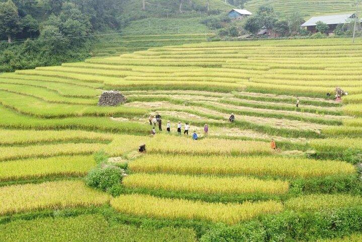 Terrace Fields and Local Villages Walking Tour from Sapa