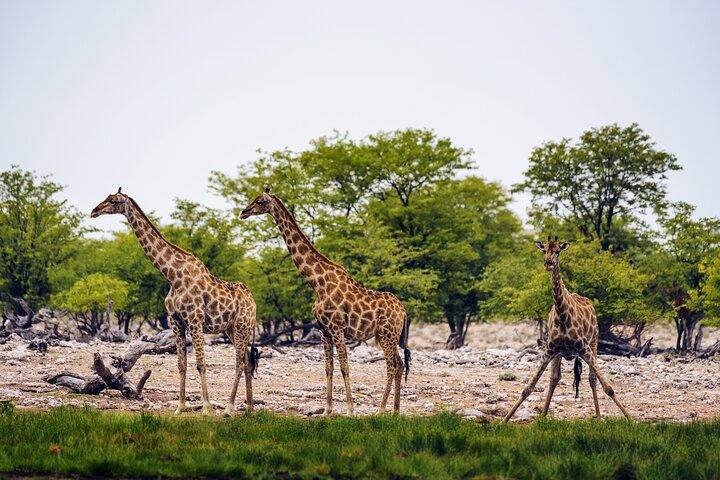 10 Day Great Migration Photographic Safari