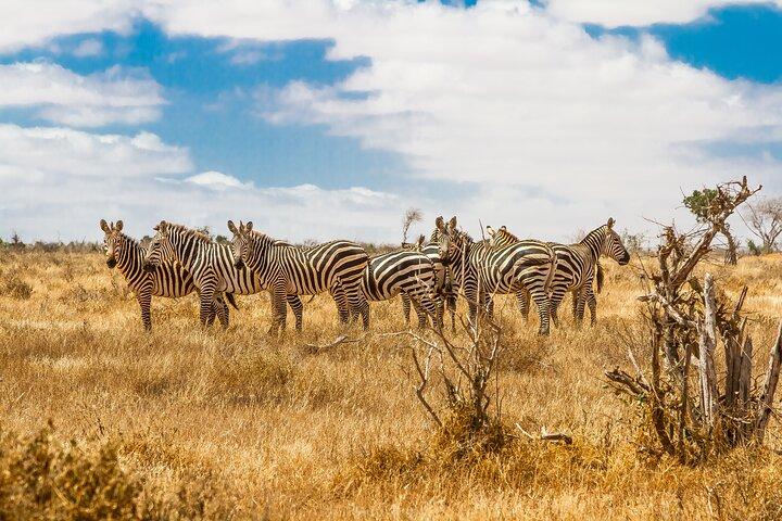 10 Day Great Migration Photographic Safari