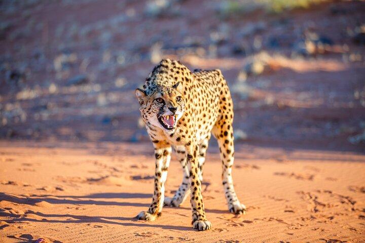 10 Day Great Migration Photographic Safari