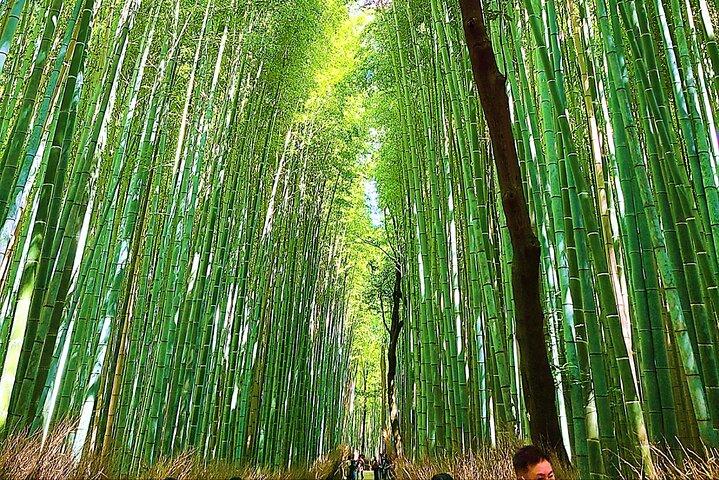 Kyoto Full Course Tour: Explore 10 Must-See Sights & Hidden Gems