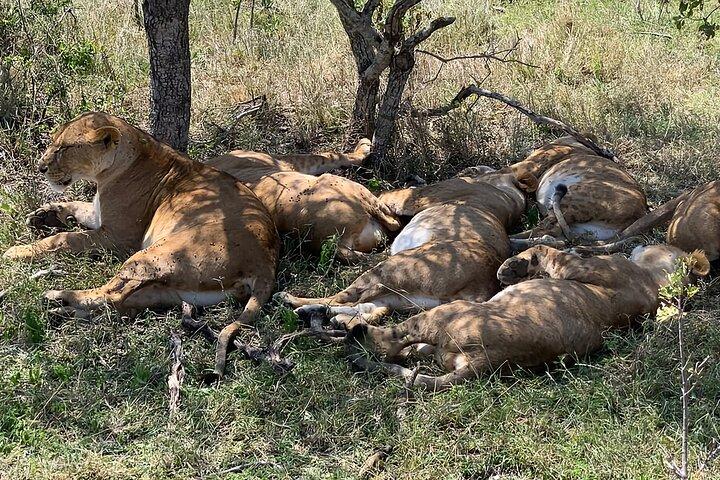 Ol Pejeta Conservancy & Chimpanzee Sanctuary full day tour