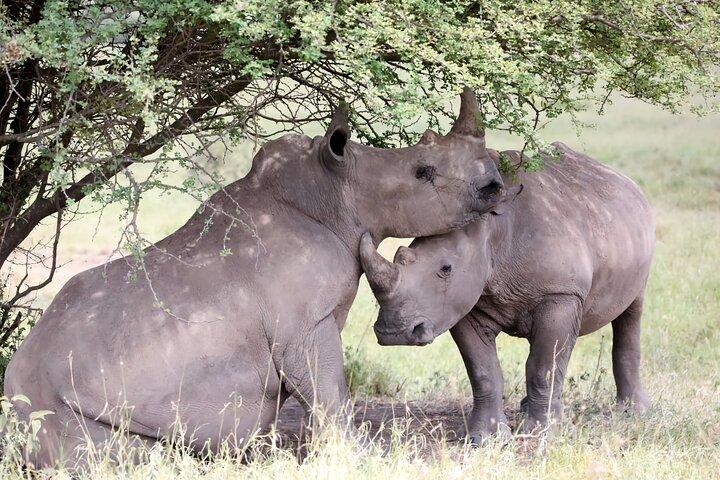 Ol Pejeta Conservancy & Chimpanzee Sanctuary full day tour
