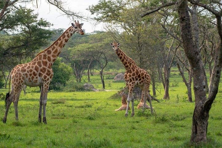 2-Day Wildlife Safari to Lake Mburo National Park