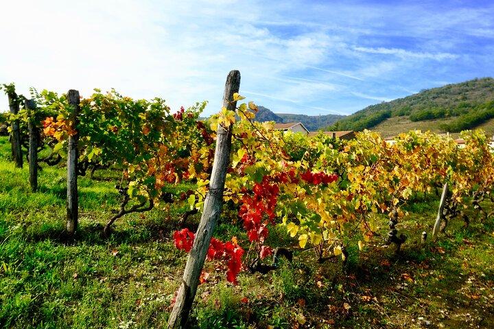 Loire Valley Wine Half Day Tour in Vouvray