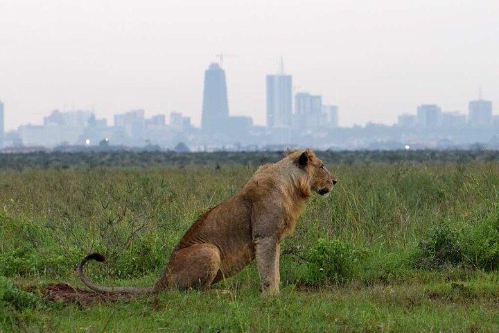Nairobi Park and Giraffe Center Half Day Tour