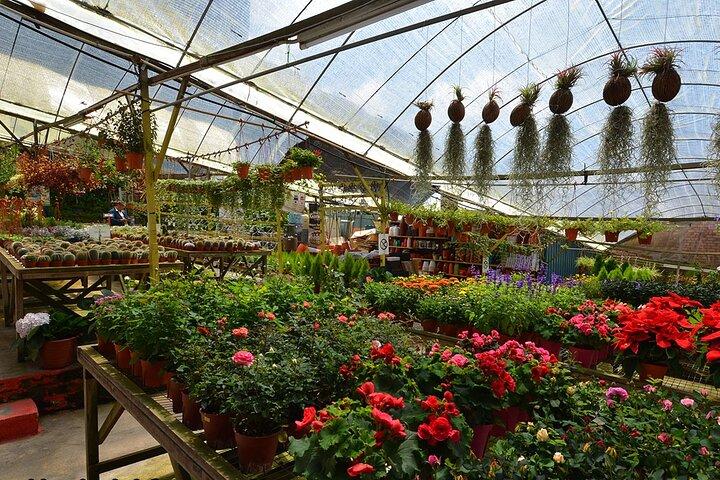 Cameron Highland Private Full Day Tour from Kuala Lumpur