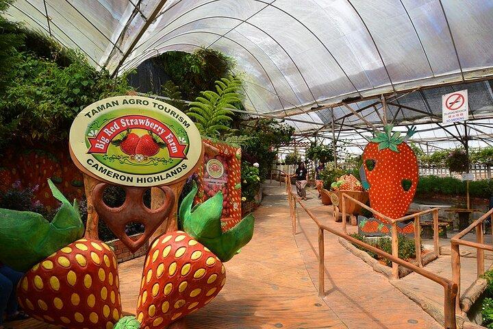 Cameron Highland Private Full Day Tour from Kuala Lumpur