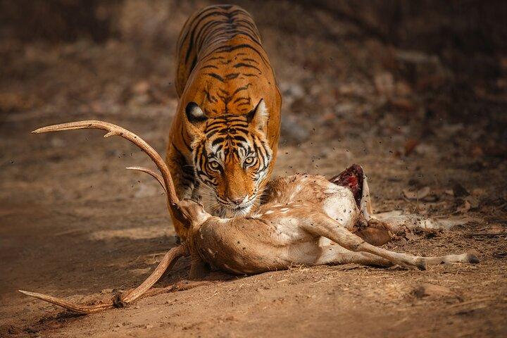 Day Trip to Ranthambore Tiger Reserve from Jaipur