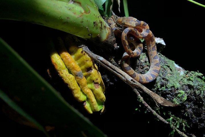 Small Group Wildlife Refuge Monteverde Night Walking Tour