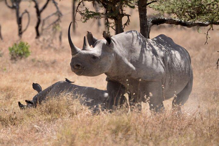 Ol Pejeta Conservancy & Chimpanzee Sanctuary full day tour