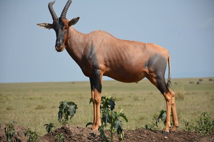 15-Day Ultimate Legends of the Wild Kenya Tanzania Safari