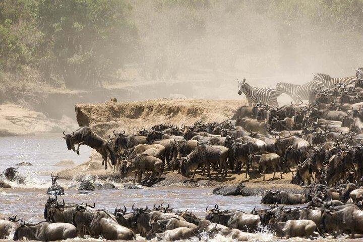 7 Days luxury 5 star lodge safari using a land cruiser jeep
