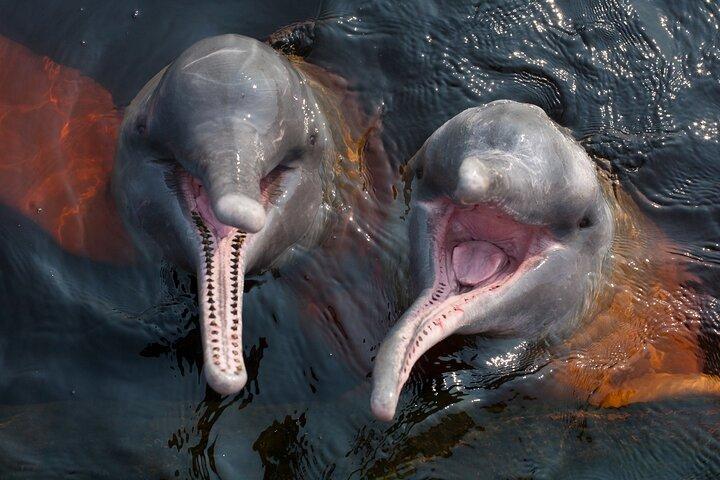 Meeting of the Waters & Pink Dolphin Tour with Lunch