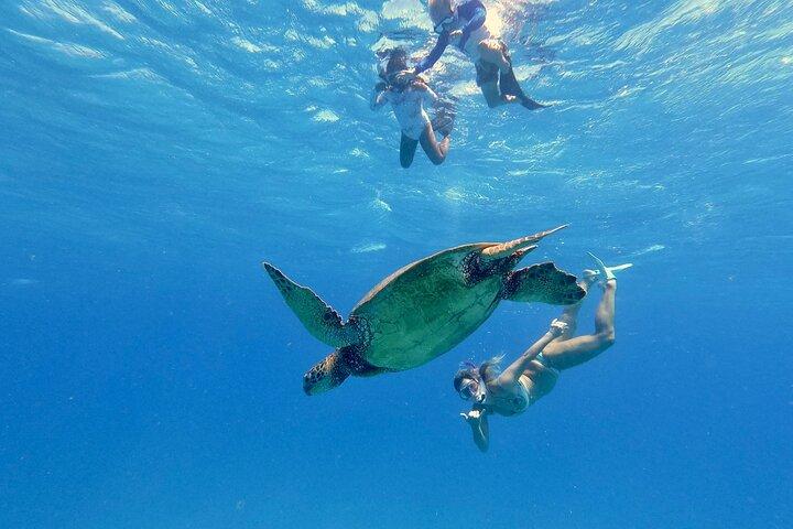 Waikiki, Hawaii: Turtle Canyon Snorkel Excursion
