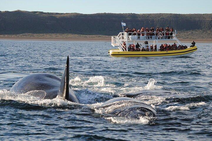 Peninsula Valdés Excursion with Whale Watching Included