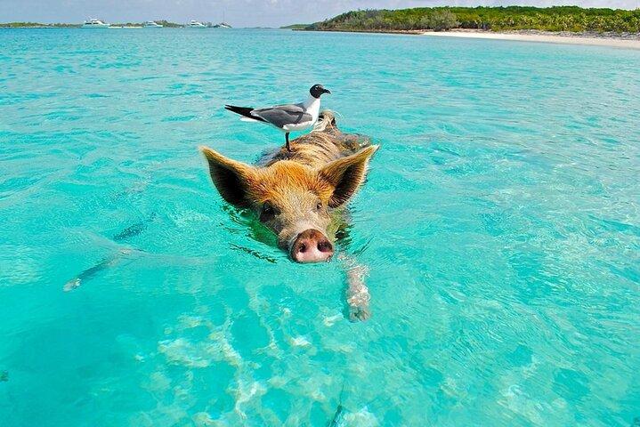 Ko Samui: Private Longtail Boat Tour to Koh Madsum & Koh Tan