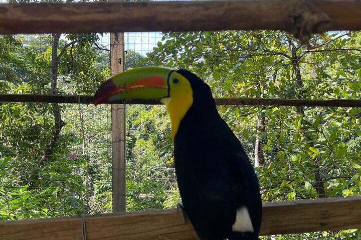 Sloth and Monkey Park Private Tour at Roatan with Pickup