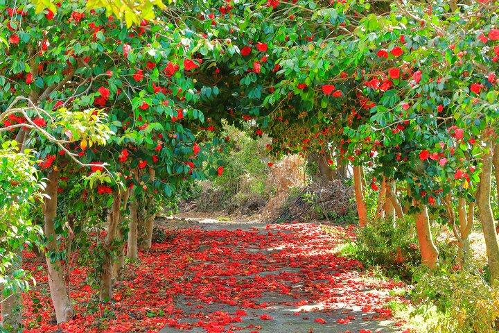(Hotel Pickup Small Vip) JEJU Cherry Blossom West&South Tour