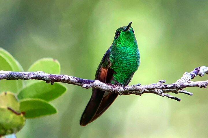 Monteverde Cloud Forest Tour – Small Group and Guide