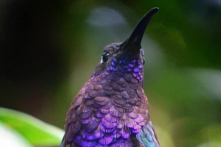 Monteverde Cloud Forest Tour – Small Group and Guide